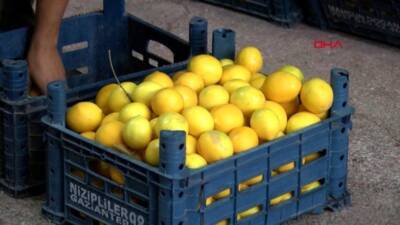 Adana’da markette satılan limon, halden 10 kat pahalı