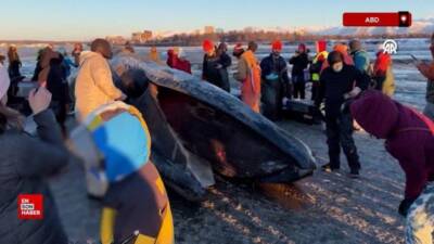 Alaska’da karaya vuran dev Fin balinası şaşkınlık yarattı