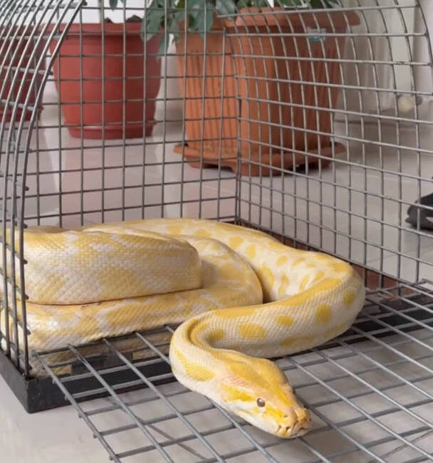 Denizli’de bir alışveriş merkezinde düzenlenen gösteride kullanılan yılana, gerekli izin