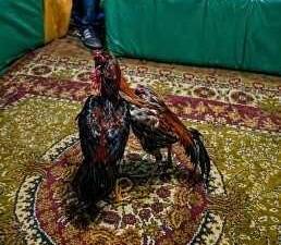 CEM DAŞDELEN- KARS / TEKHA Kars’ta yasa dışı faaliyetlere yönelik