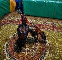 CEM DAŞDELEN- KARS / TEKHA Kars’ta yasa dışı faaliyetlere yönelik