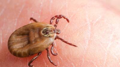 SİVAS / TEKHA Sivas’ta, Kırım Kongo Kanamalı Ateşi (KKKA) hastalığı