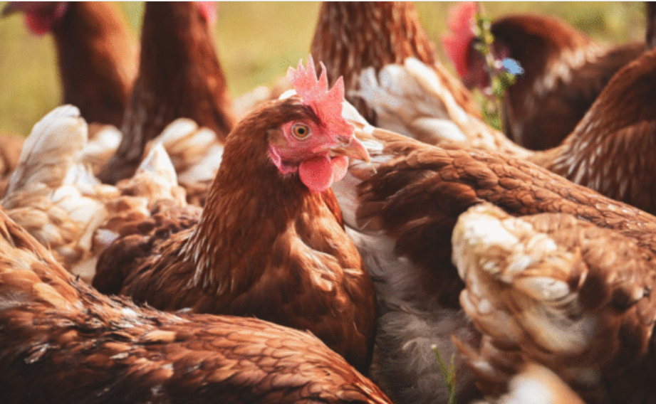 ANKARA / TEKHA Ticaret Bakanlığı, başta kanatlı hayvan eti üretimi