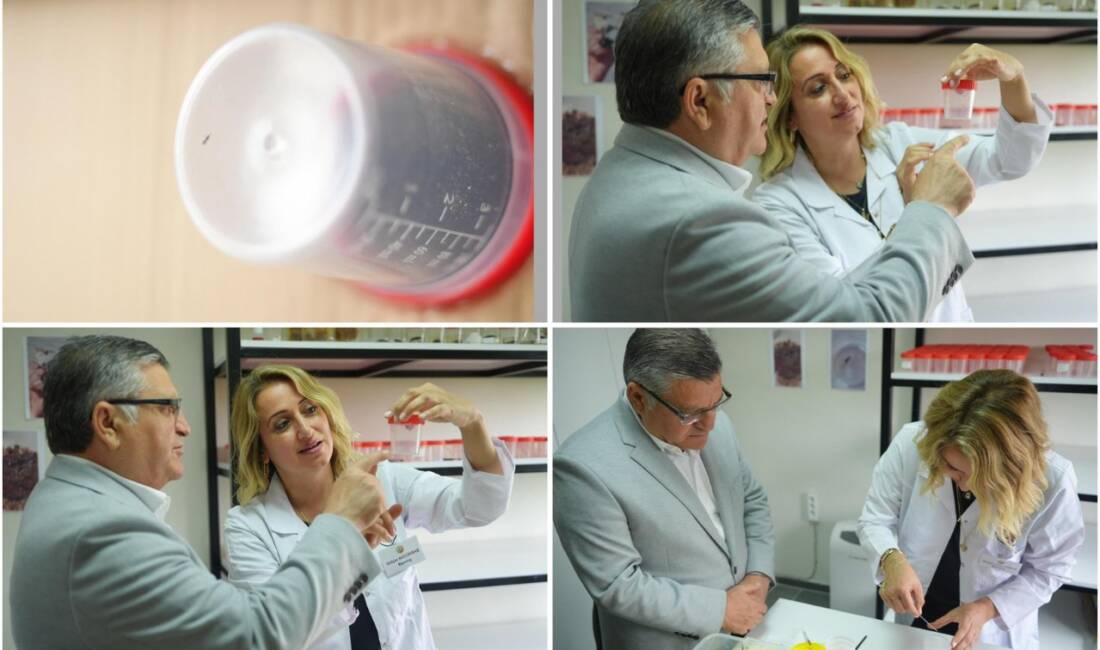 SİNOP / TEKHA Sinop’ta orman zararlılarıyla mücadele kapsamında yürütülen biyolojik