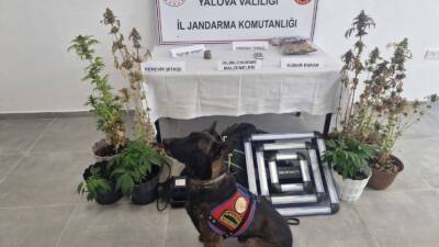 YALOVA / TEKHA Yalova İl Jandarma Komutanlığınca, uyuşturucuyla mücadeleye yönelik