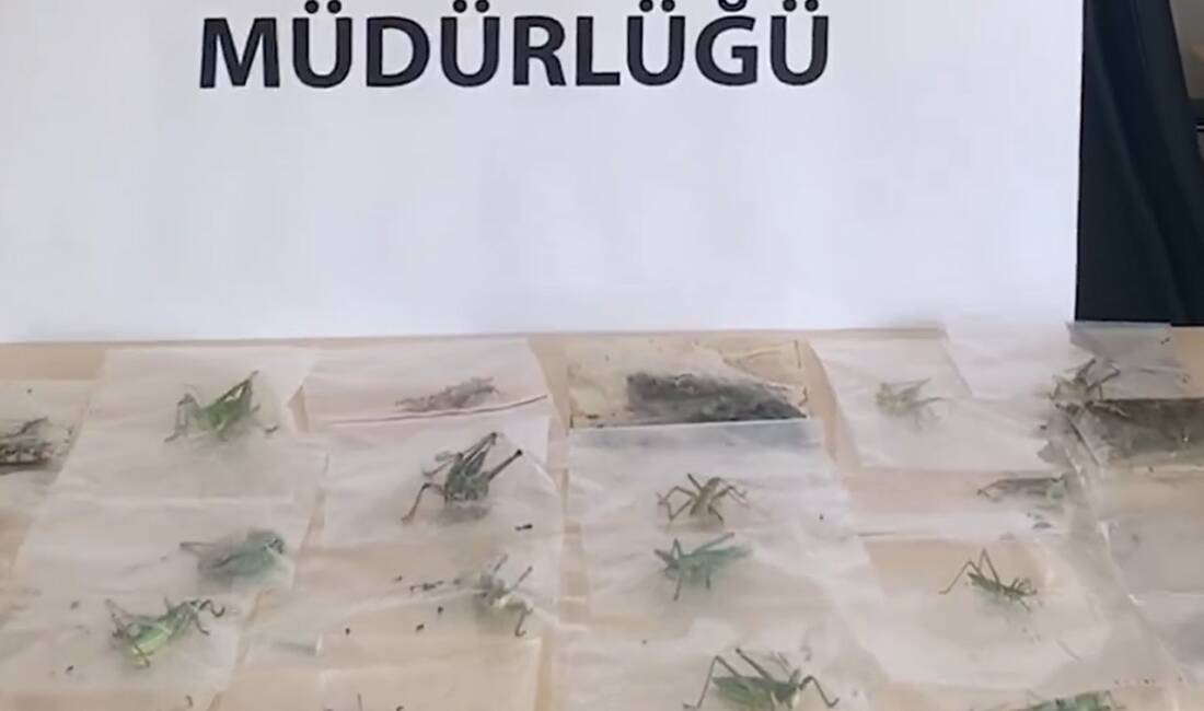ADIYAMAN / TEKHA Tarım ve Orman Bakanlığı, Adıyaman’da yasa dışı
