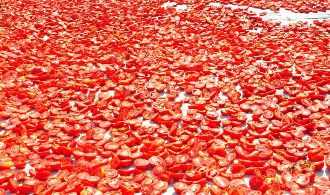Türkiye’nin önemli kurutulmuş domates üretim merkezlerinden Manisa’da, tarladan toplanan ürünlerin